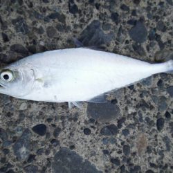 太刀魚やいまだ釣れています。アオリイカなども